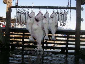Halibut, Silver Salmon (Coho's) and Rock Fish